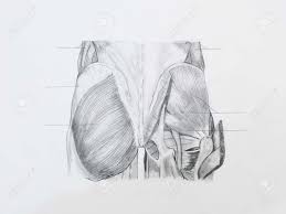 La génétique, la morphologie, le stockage des graisses et la masse musculaire. Detail Des Muscles Des Fesses Dessin Au Crayon Sur Papier Blanc Banque D Images Et Photos Libres De Droits Image 23653522