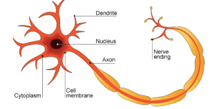 We did not find results for: Nervous System Gcse Biology Triple Aqa Revision Study Rocket