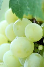 Uva Italia E Uma Variedade De Uva De Mesa Considerada Uva Fina De Origem Italiana E Aclimatada No Bras Receitas Organicas Receitas De Sopas Saudaveis Frutas