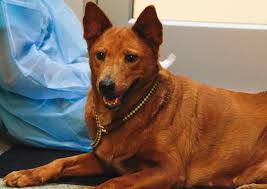 Jul 03, 2021 · kansas city, mo. Pet Adoption Kansas City Missouri The Y Guide