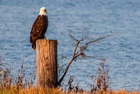 A LOOK AT PFAS IN THE MISSISSIPPI RIVER