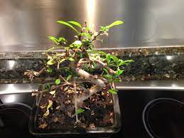 In china, fukien tea bonsai trees are very popular for penjing and in western countries, it's often an indoor bonsai tree. Bonsai Losing Leaves Gardening Landscaping Stack Exchange