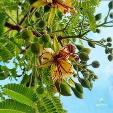 Image result for Carissa tetramera