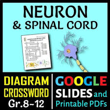 Tincture is the limited palette of colours and patterns used in heraldry.the need to define, depict, and correctly blazon the various tinctures is one of the most important aspects of heraldic art and design. Neuron Spinal Cord Crossword With Diagram Printable Distance Learning