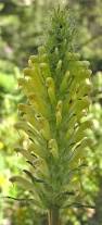 Image result for Lecanthus peduncularis