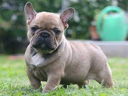 They are athletically inclined and incredibly agile. French Bulldogs And Shorty Bulls