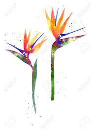 Rainbow Watercolor Watercolor Flower Painting Bird And Flower Tattoo