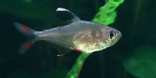 Undoubtedly, this is the best indicator that a neon tetra is ready to spawn. Are Tetra Livebearers Do They Give Birth Or Lay Eggs Tetra Fish Care