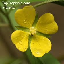 Image result for Ludwigia octovalvis