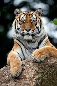 Tiger Tiger Pictures Wild Cats Animals Beautiful