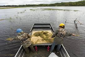 Click on pictures to see more information and to add to cart. Once Nearly Wiped Out By Pollution Wild Rice Is Coming Back To Northern Mn Mpr News
