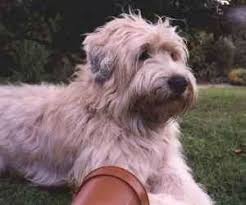 Close Up The Right Side Of A Tan With Black Soft Coated Wheaten Terrier Is Laying Across A Field It Is L Wheaten Terrier Soft Coated Wheaten Terrier Terrier