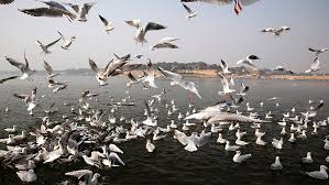 A Failing Conservation Effort: Winter Migratory Bird Population Dips in  Bhitarkanika