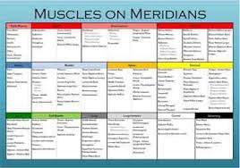 Muscles On Meridians Chart
