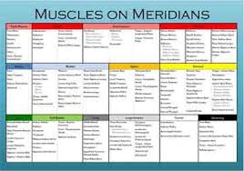 muscles on meridians chart