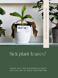Indoor Plant Care House Plants