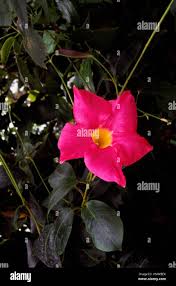 Image result for dipladenie suaveolens obrázek