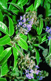 Image result for Otholobium foliosum