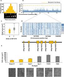 Maybe you would like to learn more about one of these? Variation In The Expression Of A Transmembrane Protein Influences Cell Growth In Arabidopsis Thaliana Petals By Altering Auxin Responses Bmc Plant Biology Full Text