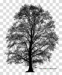 Psd Portable Network Graphics File Format Adobe Shop Computer File 3ds Max Transparent Backgroun In 2020 Leaves Illustration Transparent Background Tree Trunk Drawing