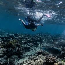 It contains the world's largest collection of coral reefs, with 400 types it is one of a few living structures visible from space, appearing as a complex string of reefal structures along australia's northeast coast. The Great Barrier Reef Has Lost Half Its Corals The New York Times