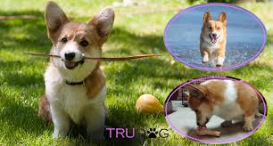 Ultimate Guide To Caring For My Welsh Corgi Trudog
