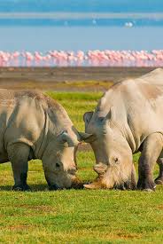 East Africa A Rich Culture And Spectacular Safaris Africa Wildlife African Rhino Save The Rhino