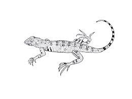 Free, printable coloring pages for adults that are not only fun but extremely relaxing. Free Printable Lizard Coloring Pages For Kids