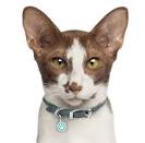 Oriental Shorthair Rescue! – Purebreds Plus
