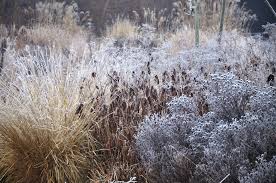 9 Tips For A Colorful Winter Garden Winter Garden Different Types Of Grass Winter Colors
