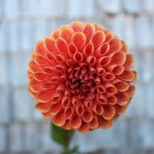 Rose Toscano Dahlia Tuber — Bumbleroot Organic Farm