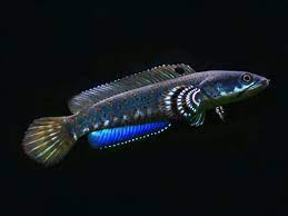 Channa Pulchra Snakehead Fish Fish Oscar Fish