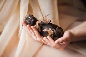 Celotna ekipa živalnik razmišlja in se trudi delati v smeri pomoči živalim. Kako Vemo Katerega Spola So Pravkar Skoteni Pasji Mladicki Kuzek Si