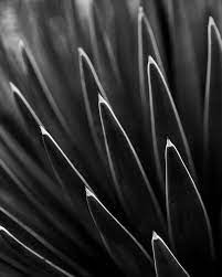 Find the perfect cactus close up stock photos and editorial news pictures from getty images. Black And White Desert Cactus Plant Macro Photography Wall Art Print Macro Photography Macro Lens Photography Photography Wall Art