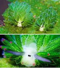 The leaf sheep sea slug, have recently gone. I Give You Leaf Sheep Album On Imgur