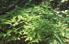 Image result for Adiantum soboliferum