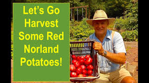 The red norland is a widely adapted, early maturing variety. Let S Go Harvest Some Tasty And Delicious Red Norland Potatoes Youtube