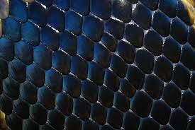 Neither Dog Nor Cat But She Has Constricted Her Way Around Our Hearts Album On Imgur Snake Scales Mermaid Skin A Court Of Wings And Ruin