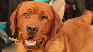 Warne's fox red labrador retrievers. Alles Zum Wesen Des Foxred Labrador Labrador Ich