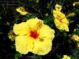 Floral Friday Fotos Hibiscus Blooms Yellow Hibiscus Flowers Photography Hibiscus