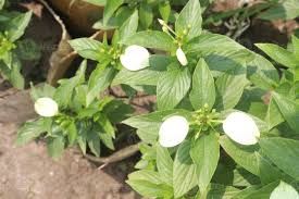 Image result for Pseudomussaenda