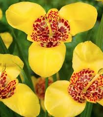 Image result for Pavonia