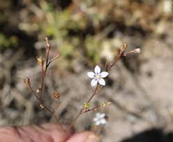 Image result for Wahlenbergia androsacea