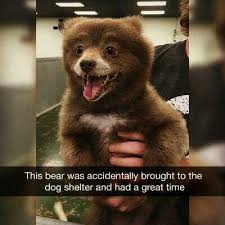 This Bear Was Accidentally Brought To The Dog Shelter And Had A Great Time Cute Baby Animals Cute Animals Funny Animal Pictures