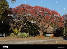 Image result for Erythrina lysistemon