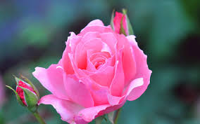 Download rose flower stock photos. Beautiful Rose Flower Hd Wallpapers Top Free Beautiful Rose Flower Hd Backgrounds Wallpaperaccess