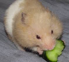 Hamsters breed in the spring and summer and will produce several litters per year. Hamster Facts Lesson For Kids Study Com