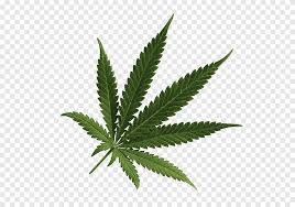Cannabis Cannabis Png Pngegg When designing a new logo you can be inspired by the visual logos found here. cannabis cannabis png pngegg