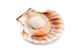 Raw Scallop On White Background Sponsored Scallop Raw Background White Ad Scallop Food Lunch