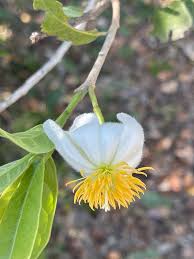 Image result for Achariaceae